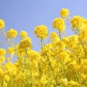 花子（プロフ必読お願いします）の画像