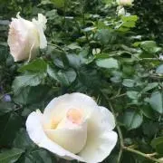 ひなた