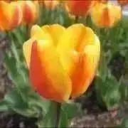 ちゅーりっぷの画像