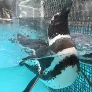Shiの画像