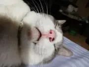 kamikinokofuku
