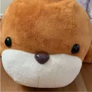きつねの画像