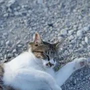 さくら