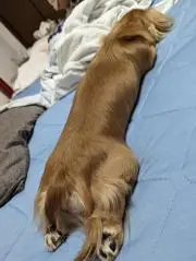 Ma