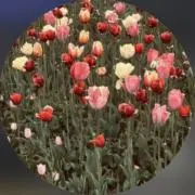 funaの画像