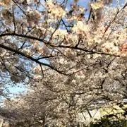 Cherry blossom♪