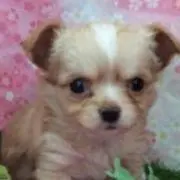 かよ