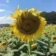яёи☆発送はプロフご覧くださいの画像