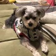 ダンディパパ