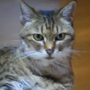 ターちゃんの画像