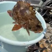 ななつ星の画像