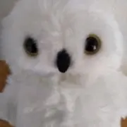 フクちゃんの画像