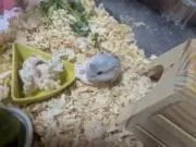 購入前コメントお願いしますの画像
