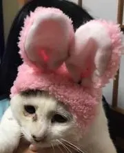 Mayumi