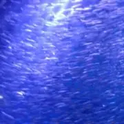 ロータスの画像