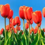 springの画像