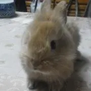 マンゴープリン