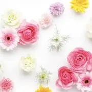 cochuの画像