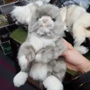 りんの画像