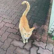 トコ　プロフ必読！！の画像