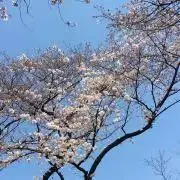 satoの画像