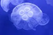 みずくらげ