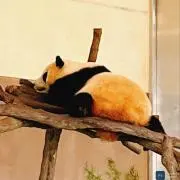 zabの画像