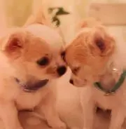 えりちゃんの画像