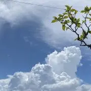 白柴の画像