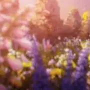 kikiの画像