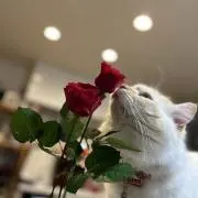 aiaiaiaiの画像