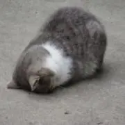 きょきょの画像