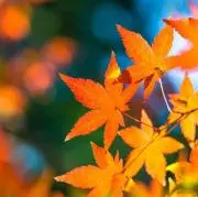 もみじの画像