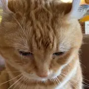ひまわり組の画像