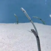 がまかつ
