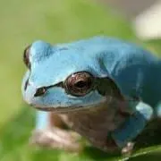 カエル