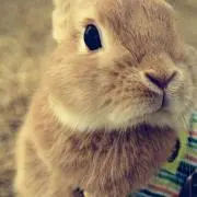 ゆきうさぎの画像
