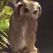 フクモモ