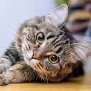 Bbbbbbawの画像