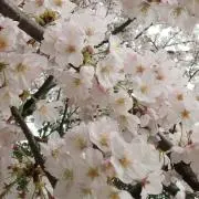 ぴっぴの画像