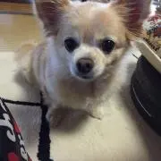 ユメちゃんの画像
