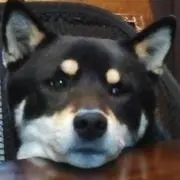 kuroshibaの画像