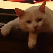 kumokumoの画像