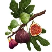 fig.の画像