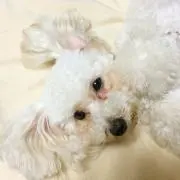アリス