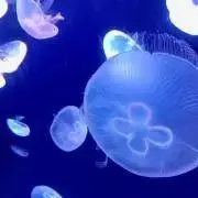 つみきの画像