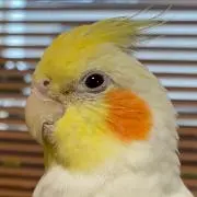 Y