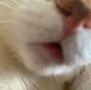 SSSの画像