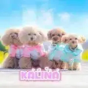 kalina わんこ服のカリーナの画像