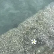 Kaayの画像